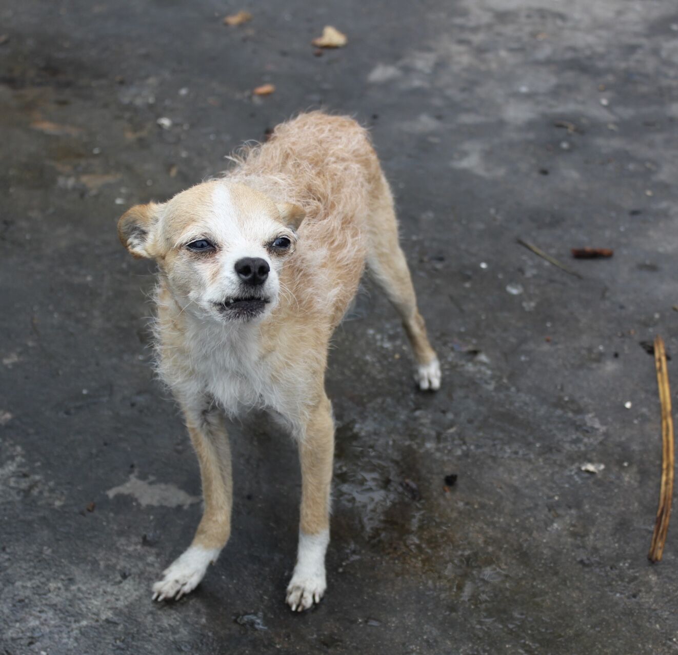 photodog